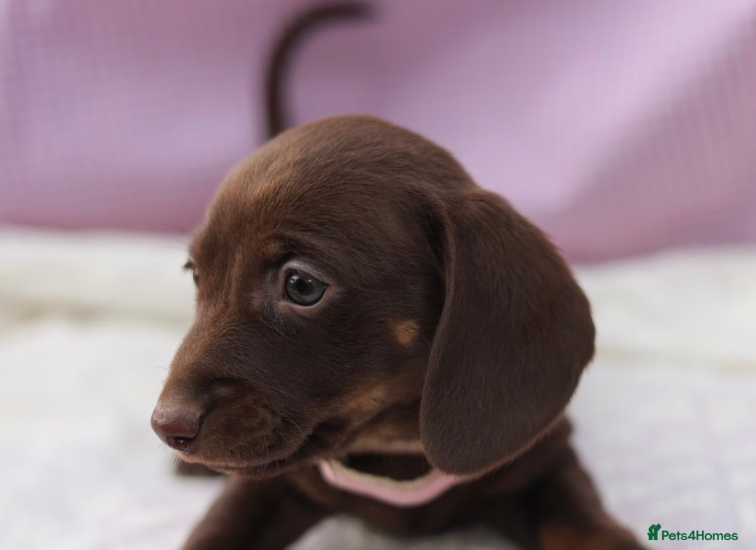 Dachshund dogs for sale: Miniature dachshund  - Image 11
