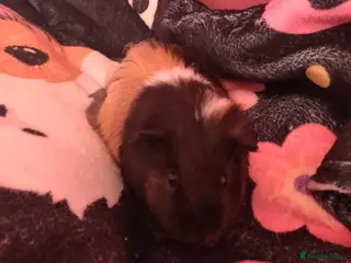 Guinea Pig rodents Baby guinea pigs - Advert 1