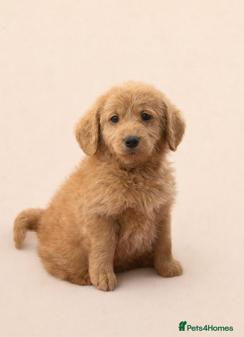 Labradoodle dogs Real life teddy bears  - Advert 3