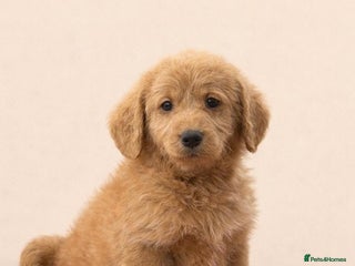 Labradoodle dogs Real life teddy bears - Advert 3