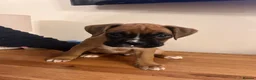 Boxer dogs for sale: READY NOW- Stunning boxer puppies - Advert 7