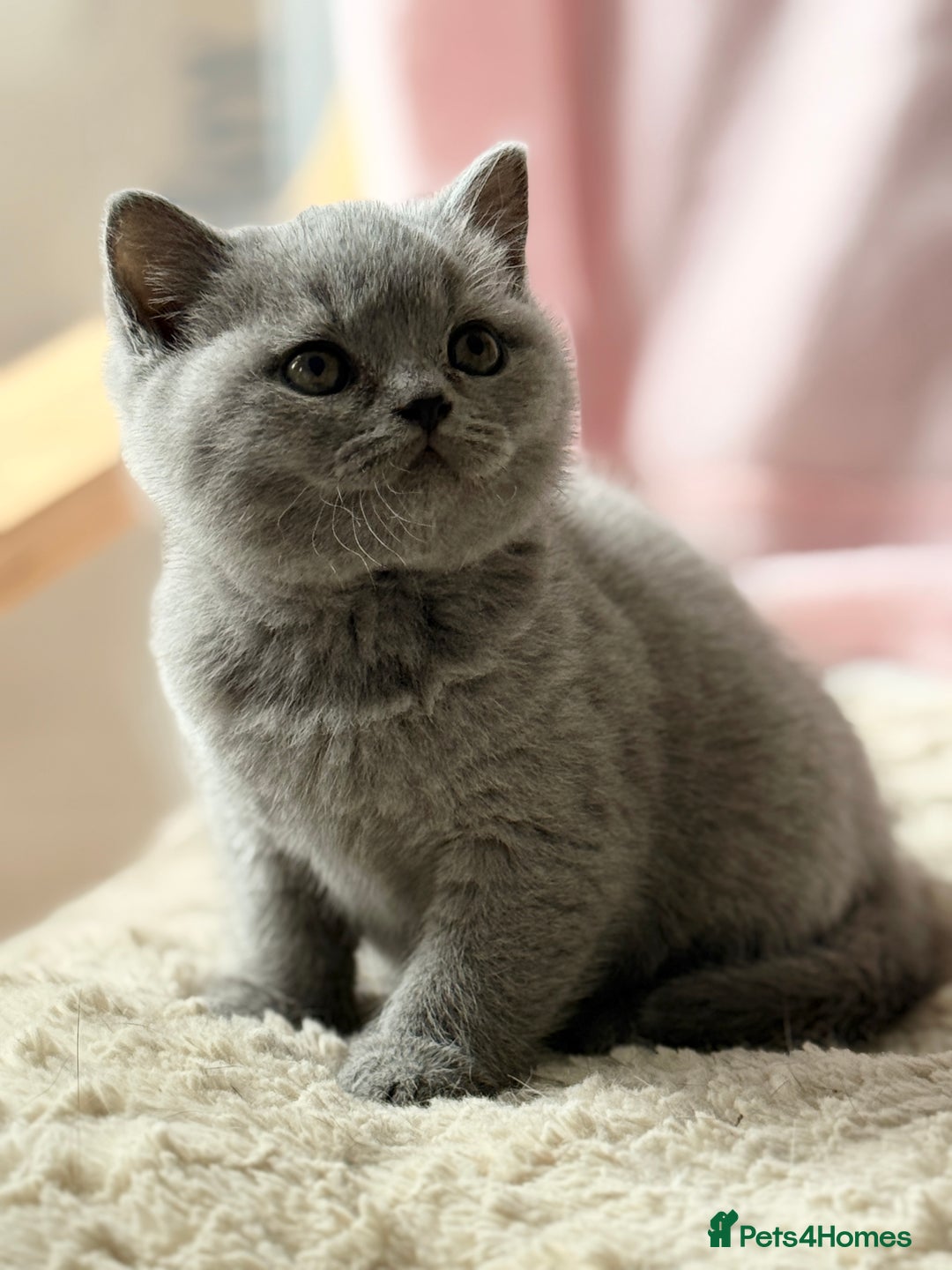 British Shorthair cats for sale: Blue/cream biocolour British short hair kitten - Image 3