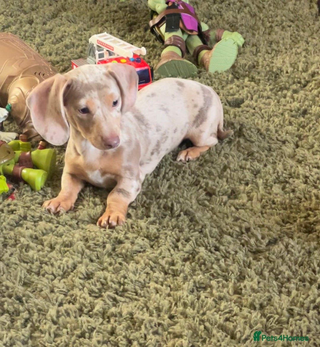 Miniature Dachshund dogs for sale: 1 Beautiful Kc reg Girl 💗 needs rehoming  - Advert 14