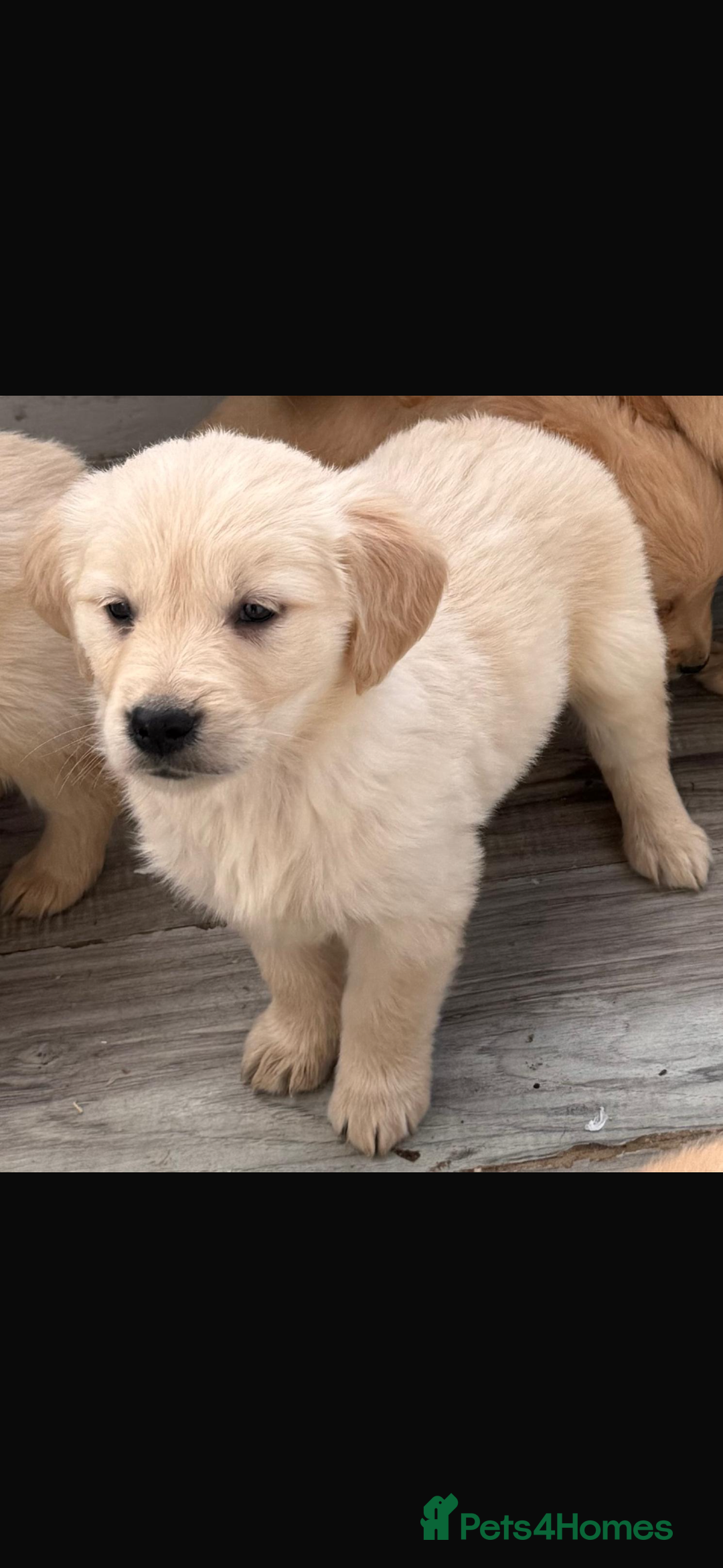 Golden Retriever dogs for sale: Chunky golden retriever pups - Advert 4