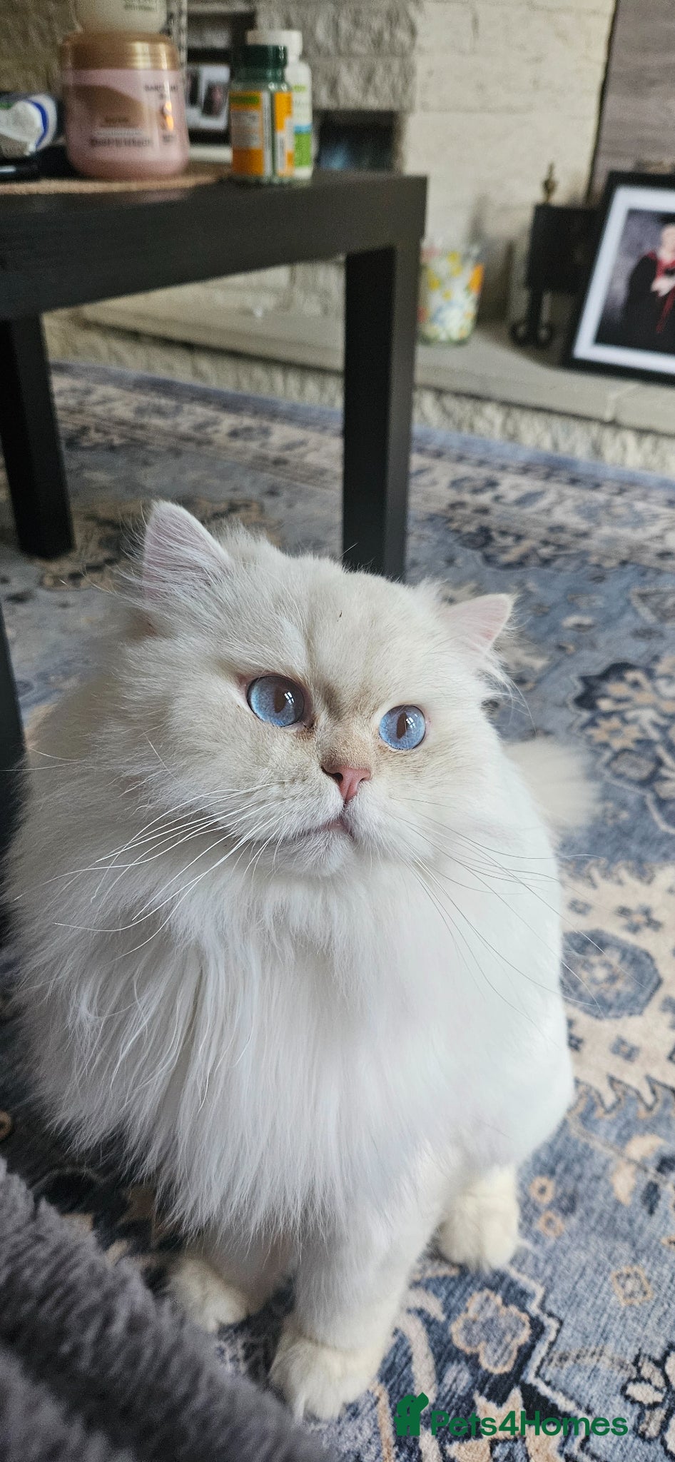 British Longhair cats Stunning Pedigree British Longhair – Male, 1 Year - Advert 15