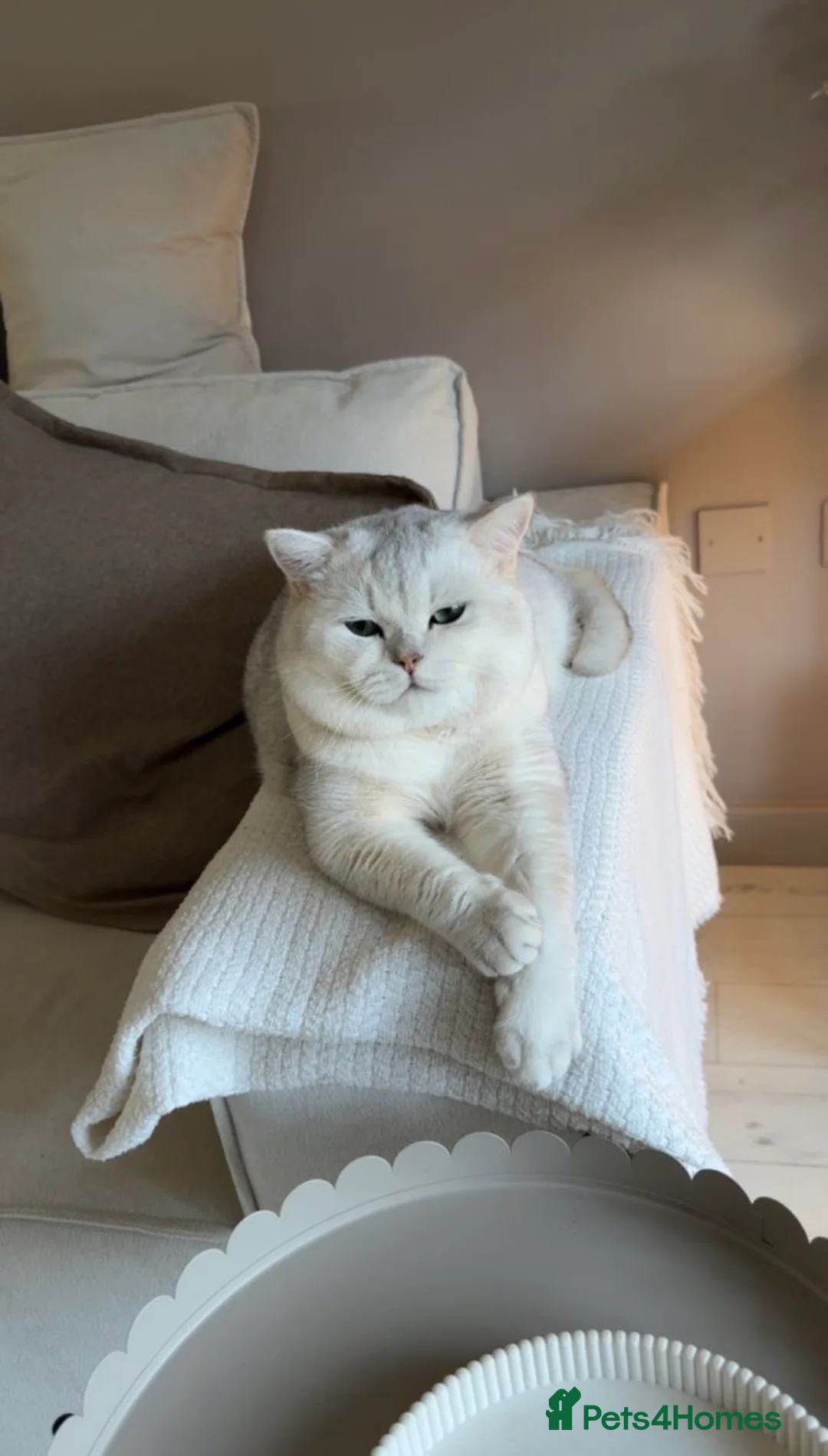 British Shorthair cats for sale: SALE: British shorthair male - Advert 2