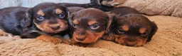 Cocker Spaniel dogs for sale: 5 STUNNING KC WORKING TYPE COCKER SPANIELS  - Advert 16