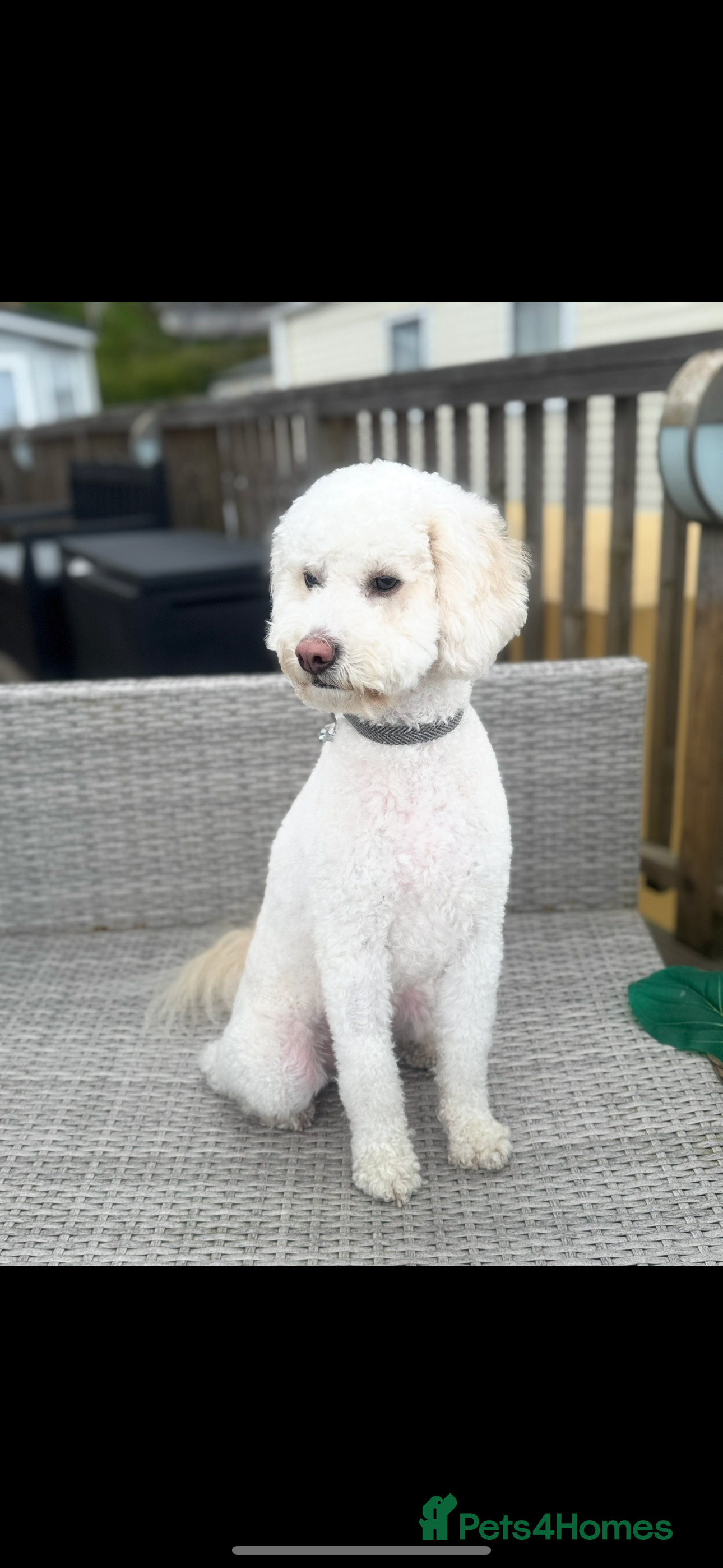 Cavachon dogs Apricot Cavapoochon - Juno - Advert 9