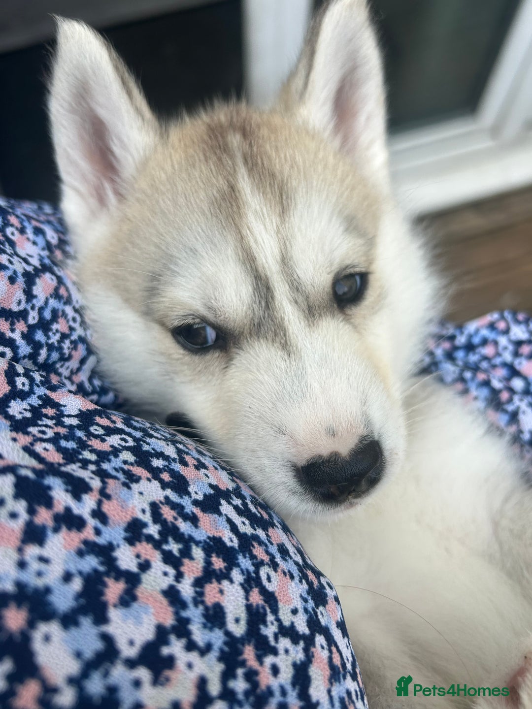 Siberian Husky dogs for sale: Full Pedigree Siberian Husky/Huskies puppies  in Blackpool - Image 13
