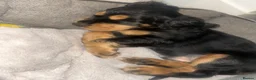 Cocker Spaniel dogs for sale: Beautiful english cocker spaniels leave 24th July  - Advert 8