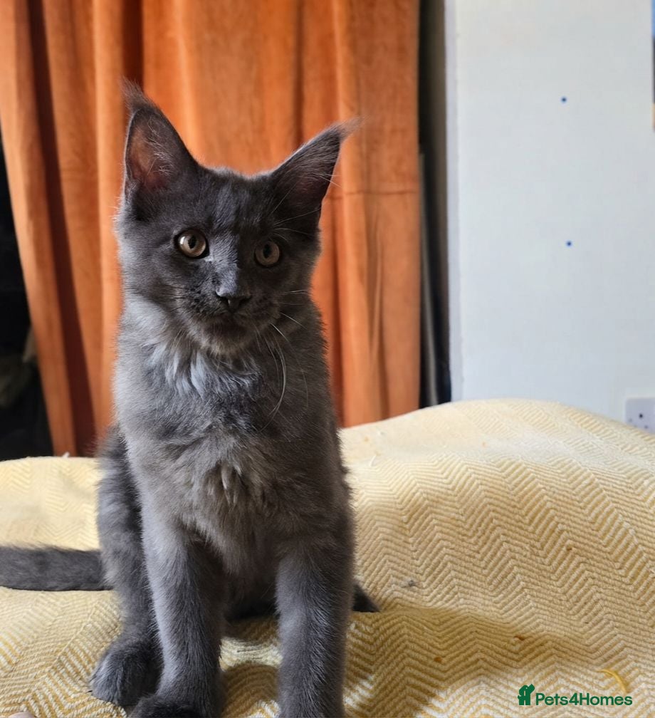 Maine Coon cats Maine Coon Kitten ready - Advert 6