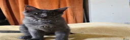 Maine Coon cats for sale: Maine Coon Kitten ready - Advert 2