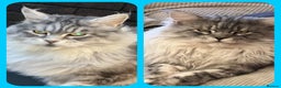 Maine Coon cats for sale: WE MAY SELL ACTIVE Top quality Maine coon kittens - Advert 16