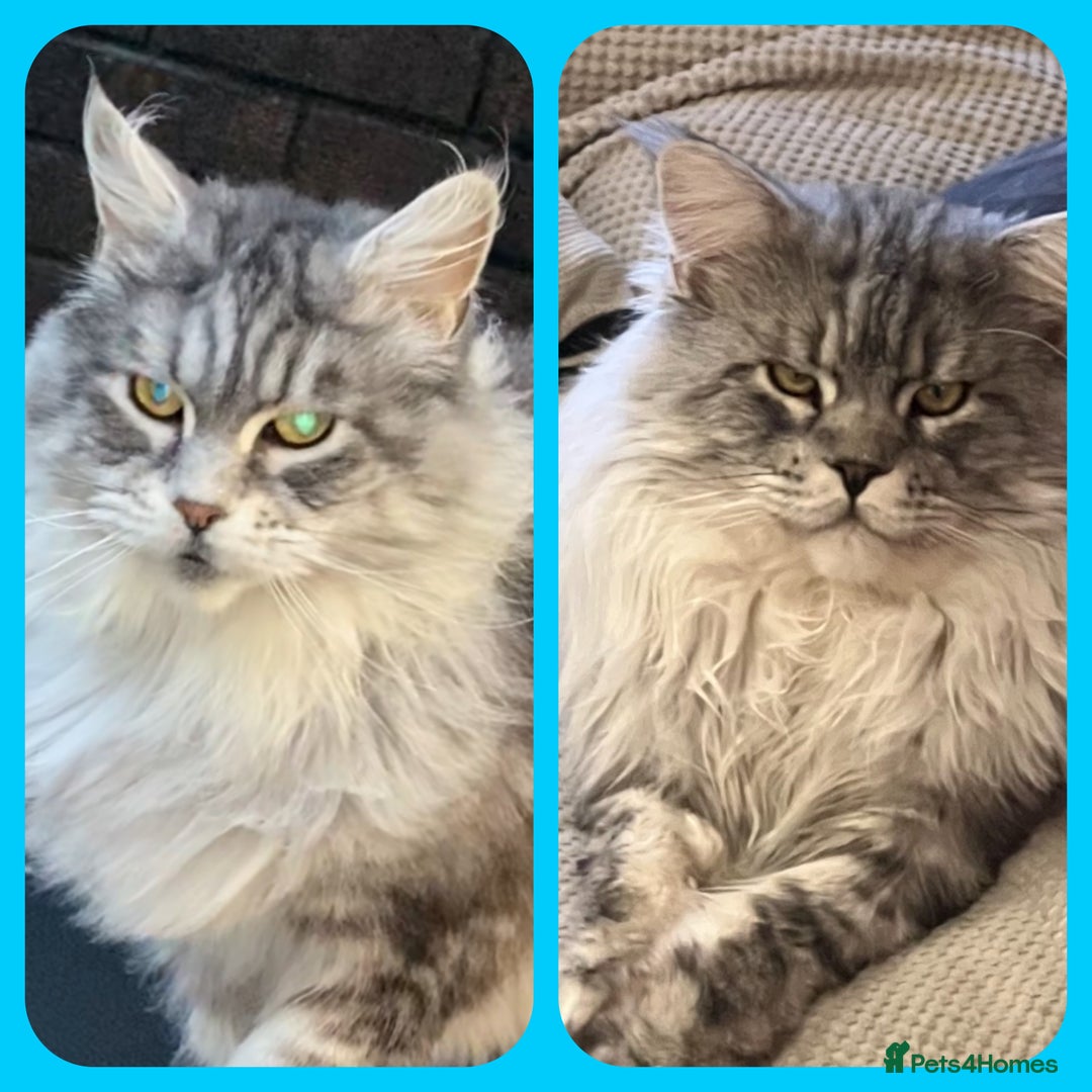 Maine Coon cats for sale: Top quality Maine coon kittens - Image 18