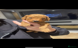 Cockapoo dogs for sale: Beautiful deep red f1b cockapoos  - Image 3