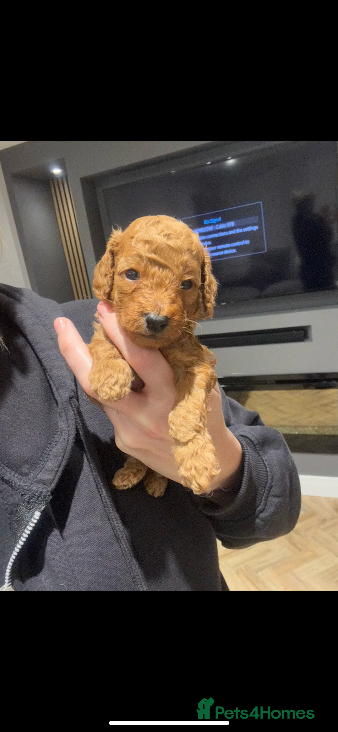 Cockapoo dogs for sale: Beautiful deep red f1b cockapoos  - Image 3