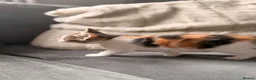 Mixed Breed cats for sale: Beautiful Calico Female Kitten - Last Available in Basingstoke - Advert 4