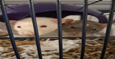 Rat rodents - Advert 2