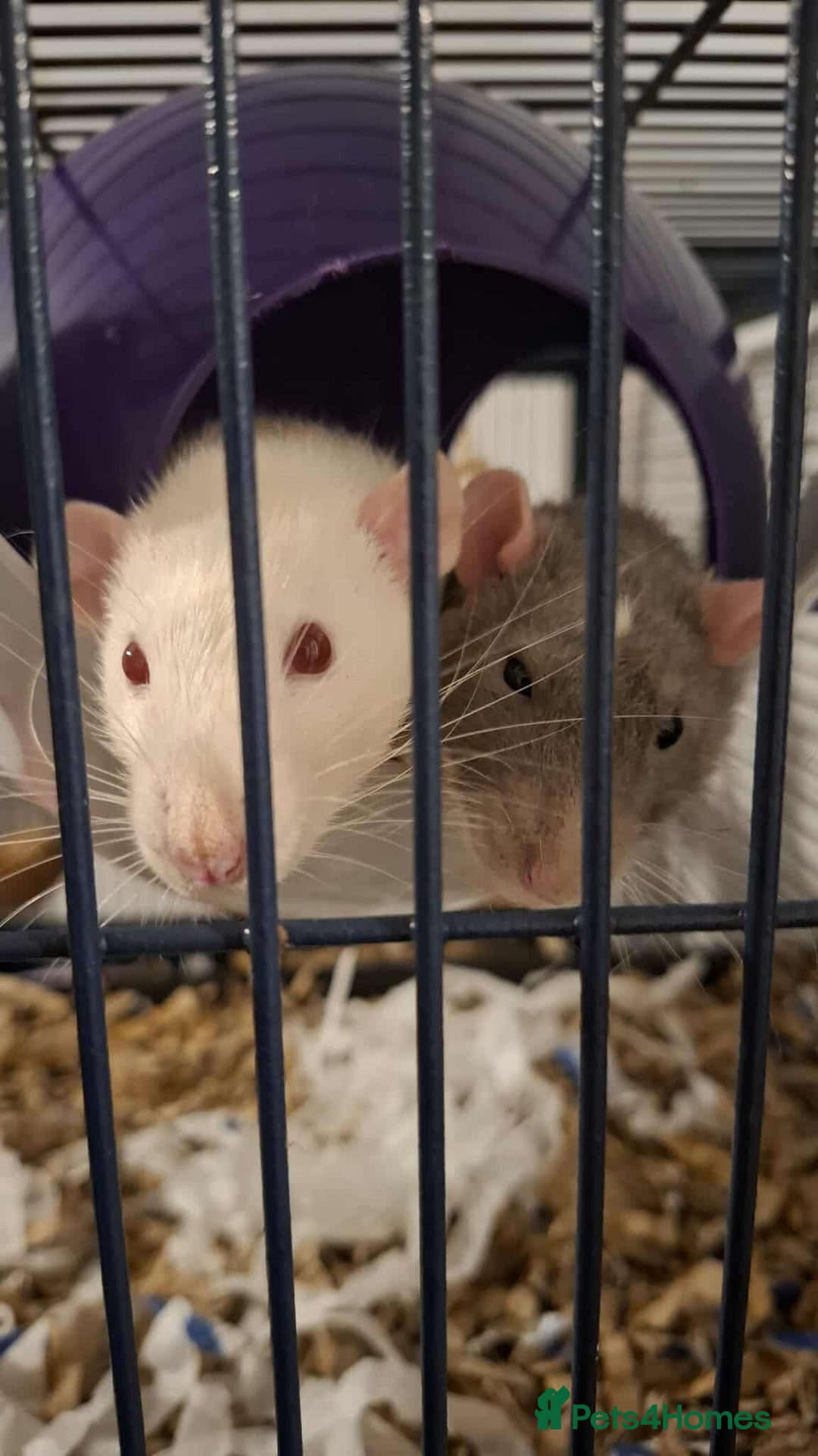 Rat rodents for sale: 3 Male Rats  - Image 3