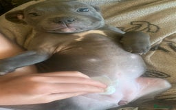 Staffordshire Bull Terrier dogs for sale: Blue Staffordshire bull terrier puppies  - Image 16