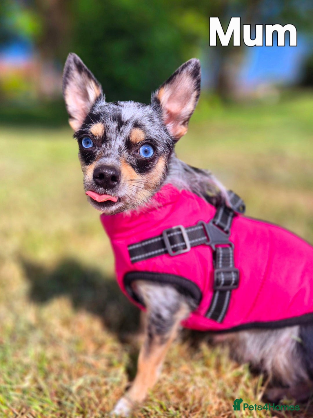 Chihuahua dogs for sale: Merle chihuahua boy - Advert 1