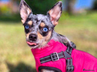 Chihuahua dogs Merle chihuahua boy - Advert 2