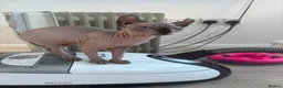 Sphynx cats for sale: Stunning sphinx kittens ready now - Advert 6