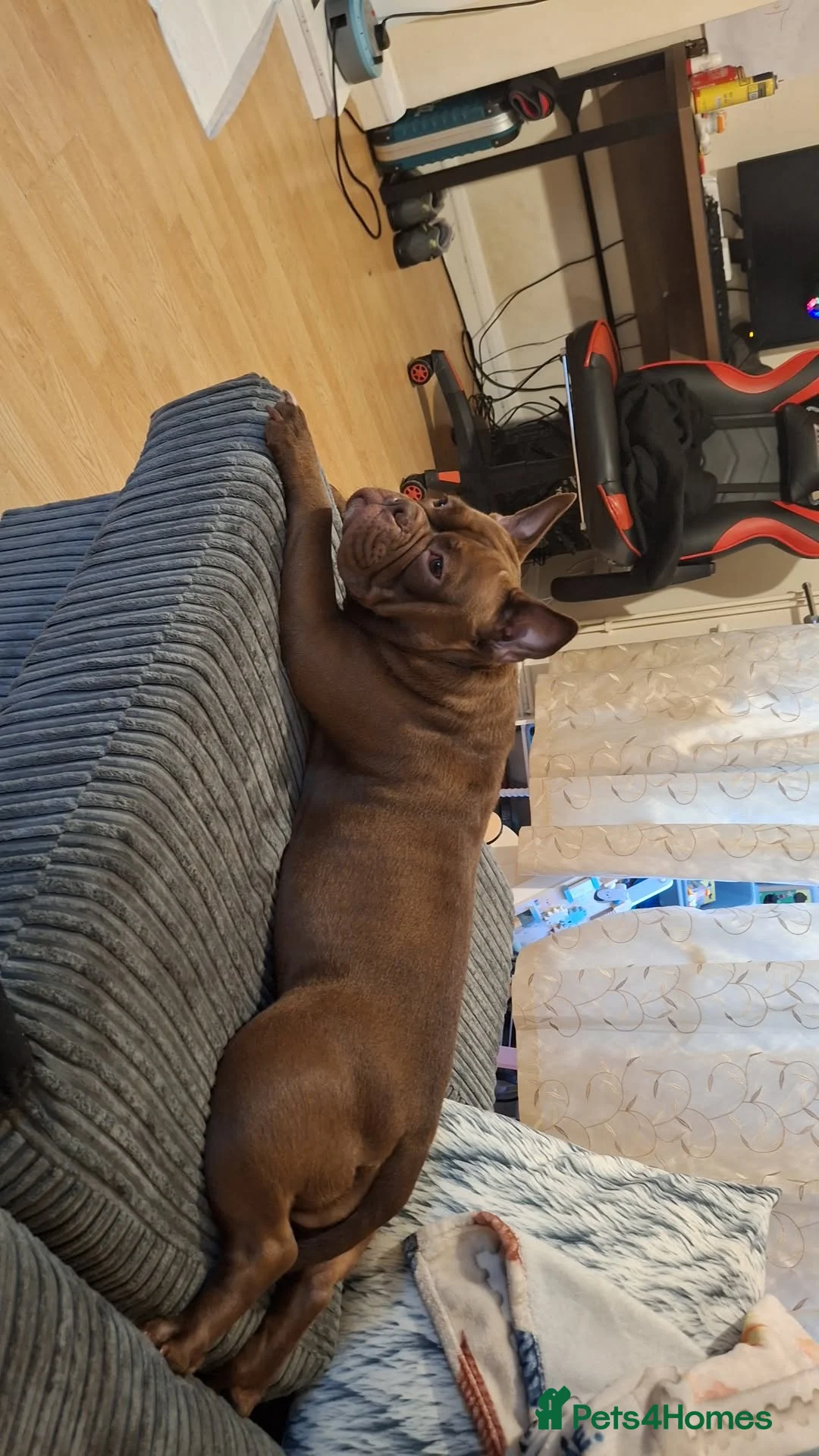 Mixed Breed dogs for sale: Sadie - Advert 5