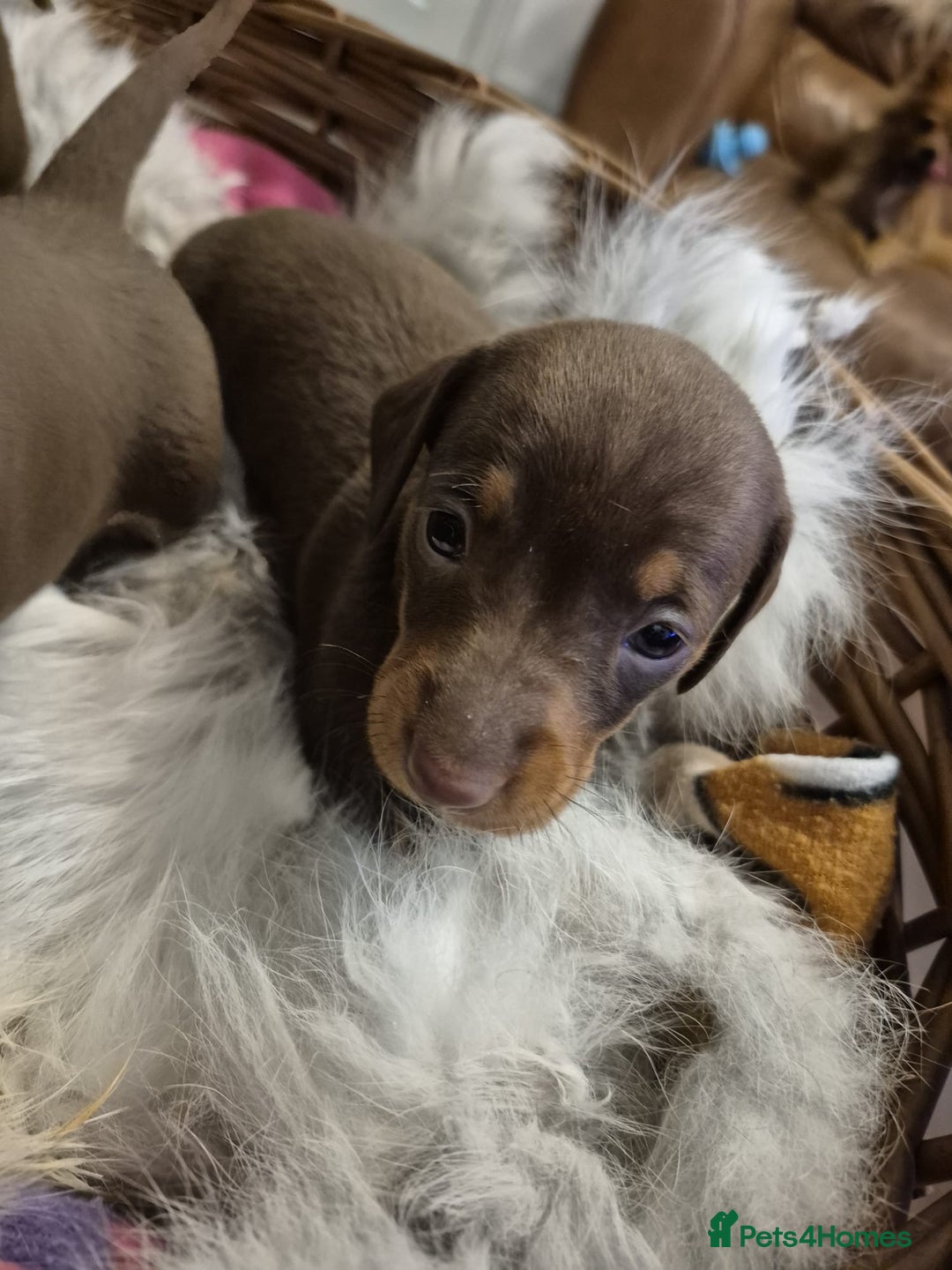 Miniature Dachshund dogs for stud: ⭐️ TRIGGER⭐️ smooth hair Isabella & Tan STUD in Mexborough - Advert 19