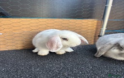 Mini Lop rabbits for sale: *READY NOW* Beautiful Lop eared Rabbits - Image 9