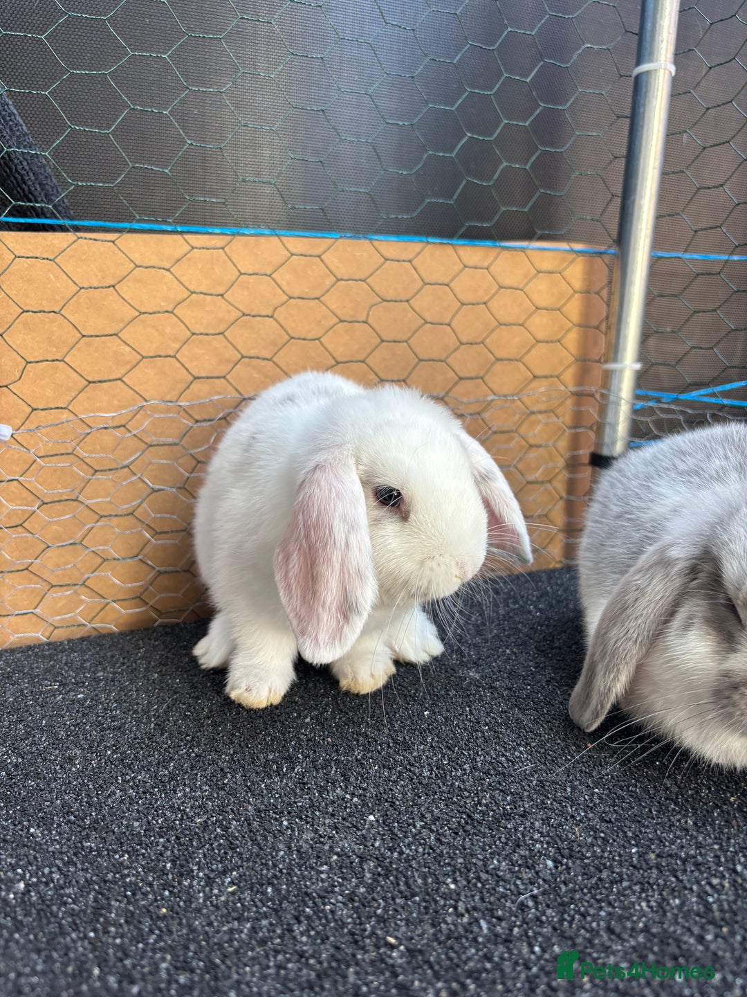 Mini Lop rabbits for sale: *READY NOW* Beautiful Lop eared Rabbits - Image 9