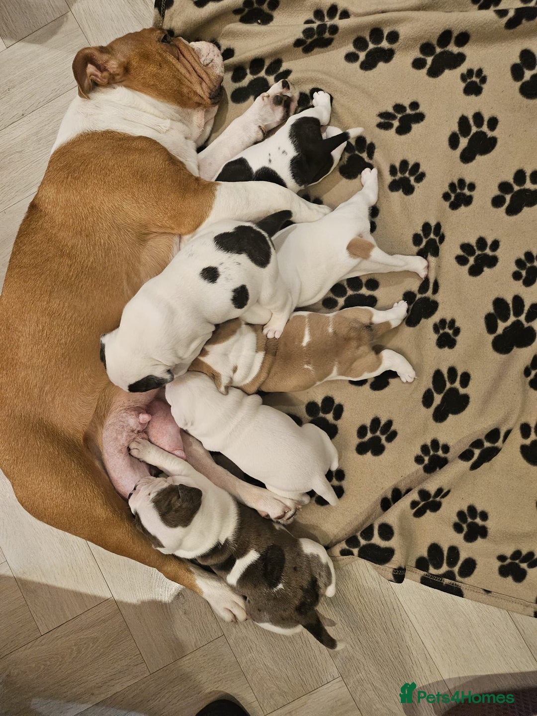 Mixed Breed dogs for sale: English Bulldog Staffordshire Bull hybrid  - Advert 8