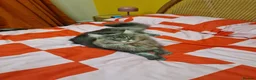 Maine Coon cats for sale: Stunning Dolly tica registered blue ticked tabby - Advert 9