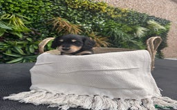 Miniature Dachshund dogs for sale: *Last 1 left* KC long haired mini dachshunds - Image 19