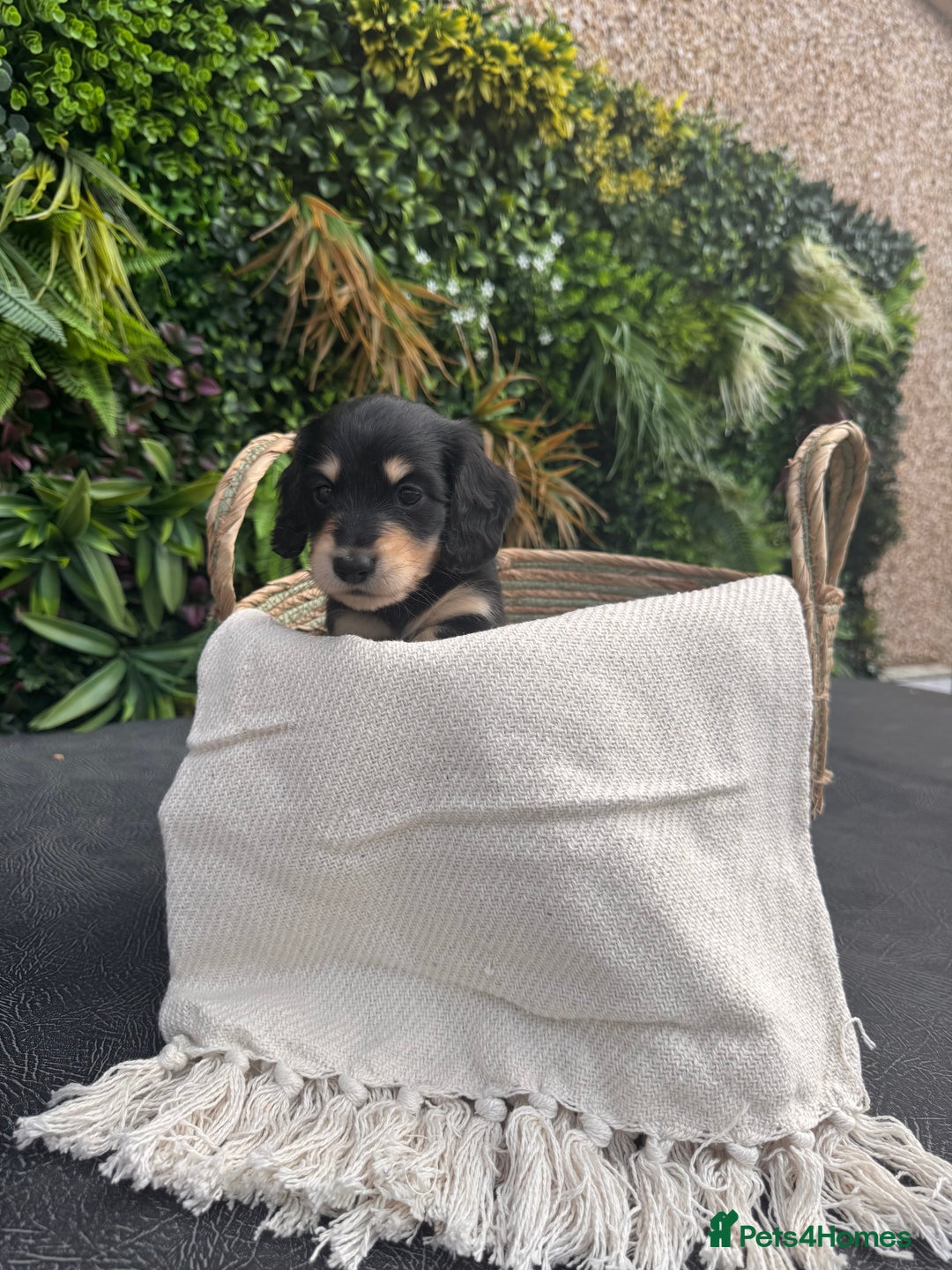 Miniature Dachshund dogs for sale: *Last 1 left* KC long haired mini dachshunds - Image 19