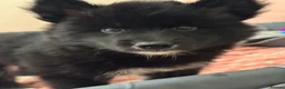 Mixed Breed dogs for sale: Crufts Line Husky x Malamute - Health tested 🐾 - Advert 18