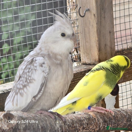 Cockatiels birds - Advert 3