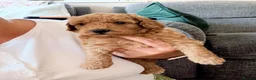 Labradoodle dogs for sale: 🌟 5 star 🌟 F1B labradoodle puppies  - Advert 13