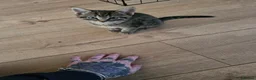 Mixed Breed cats for sale: 2 little kittens ready today in Coventry - Advert 12