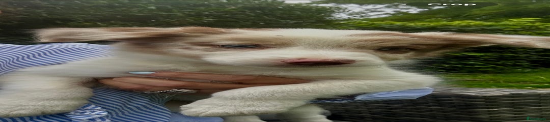Border Collie Puppy 3