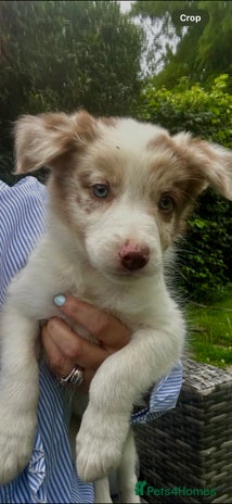 Border Collie dogs - Advert 4