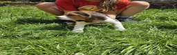 Beagle dogs for sale: KC REG PURE BEAGLE PUPPIES in Stoke-on-Trent - Advert 12