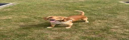 Cocker Spaniel dogs for sale: Male Working Cocker Spaniel - Advert 1