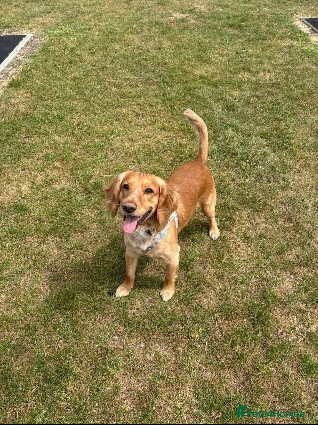 Cocker Spaniel dogs for sale: Male Working Cocker Spaniel - Advert 1
