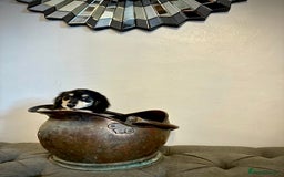 Miniature Dachshund dogs for sale: cream colour's KC miniture dachshund - Image 13