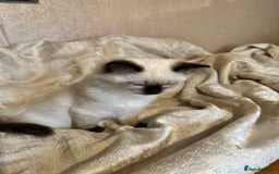 Ragdoll cats for sale: Full Ragdoll kittens  - Image 14