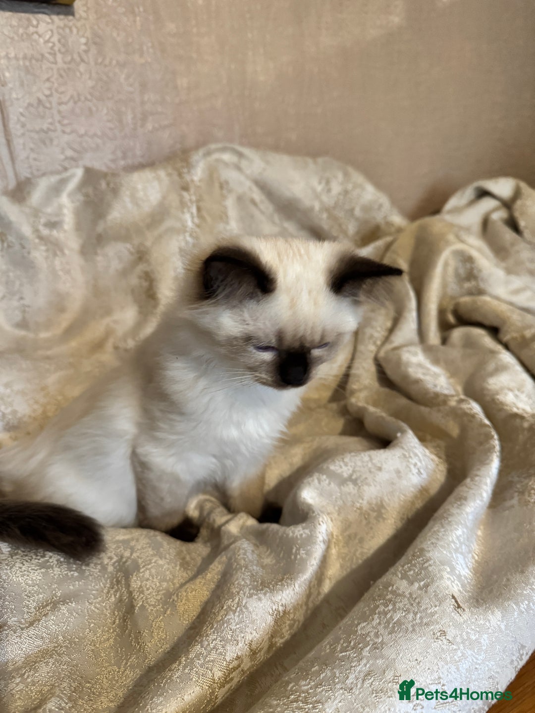 Ragdoll cats for sale: Full Ragdoll kittens  - Image 14