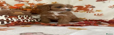 Cavapoo 3
