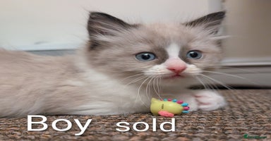 Ragdoll cats Ragdoll  - Advert 4