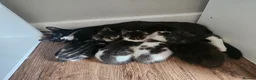 Mixed Breed cats for sale: 4 Gorgeous Kittens in Runcorn - Advert 8